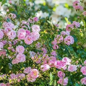 Rose 'Debutante', Rosa 'Debutante', Rosa ' Mother's Day Rose', Rambler Roses, Hybrid Wichurana Roses, Climbing Roses, Pink roses, fragrant roses